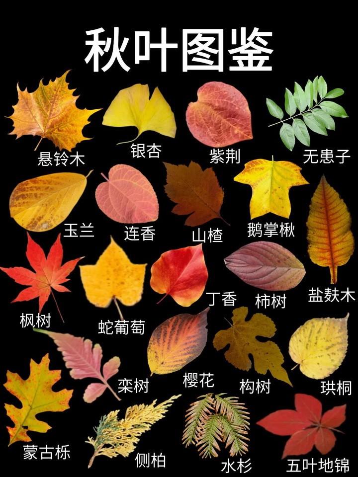 秋叶图鉴：带你认识秋叶的斑斓色彩