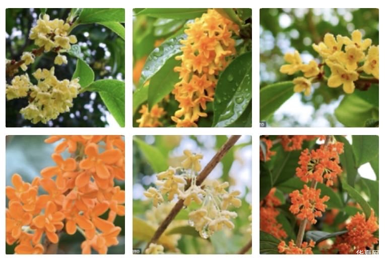 清平乐  桂花飘香