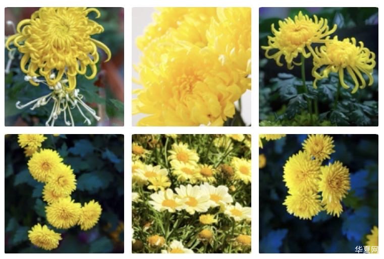 赤枣子  菊花黄