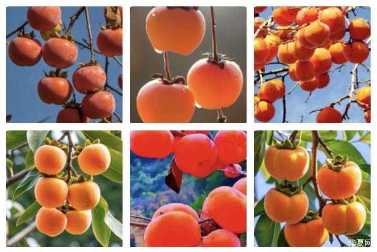 清平乐  柿子红了