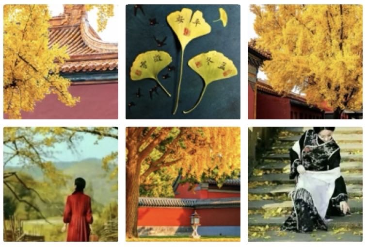 忆王孙  银杏金黄