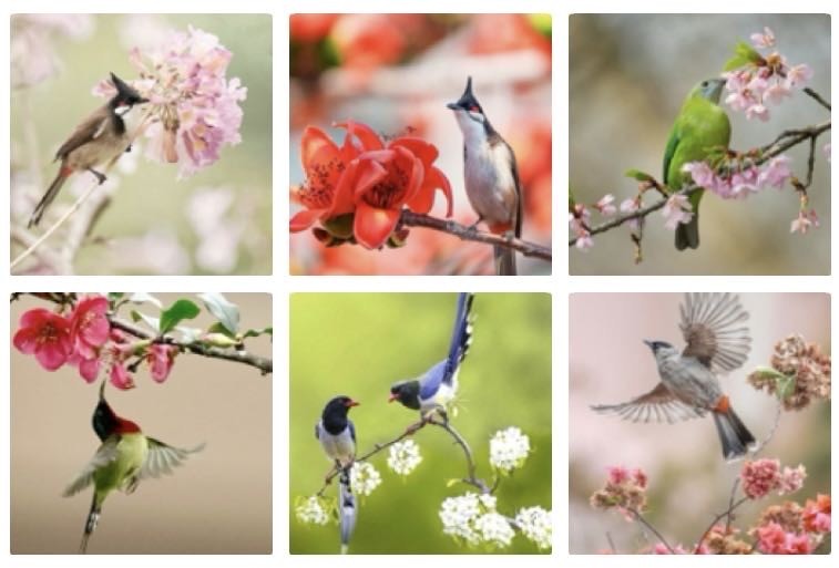 竹枝  鸟语花香