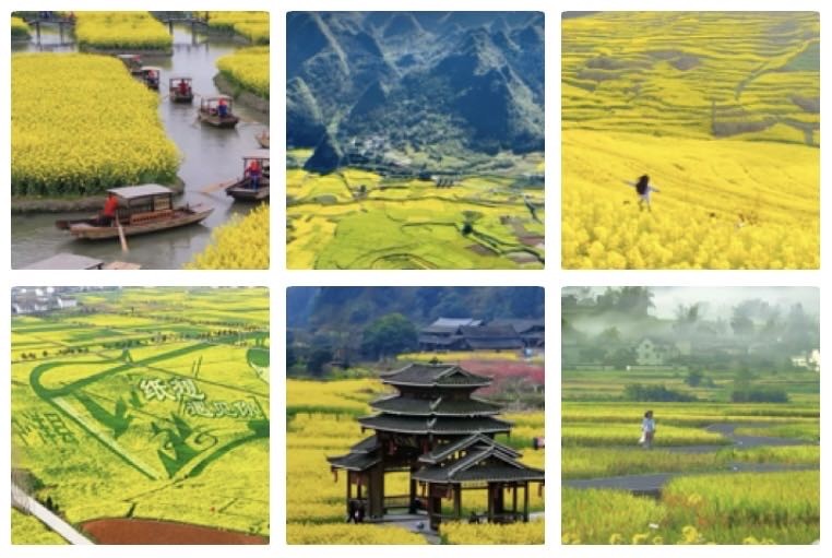 思佳客  菜花黄