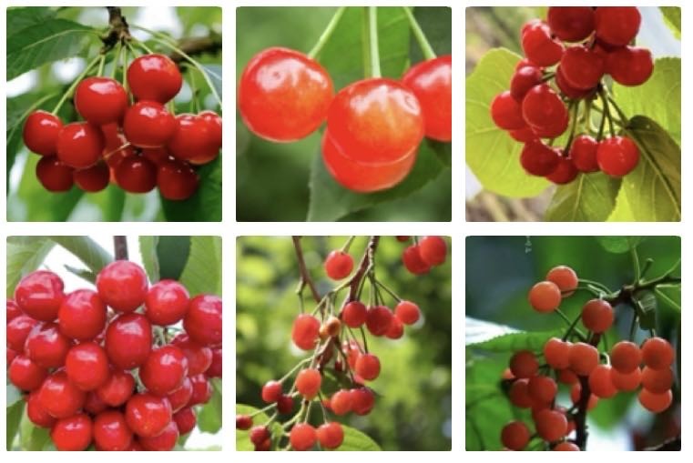 望江南  樱桃红了