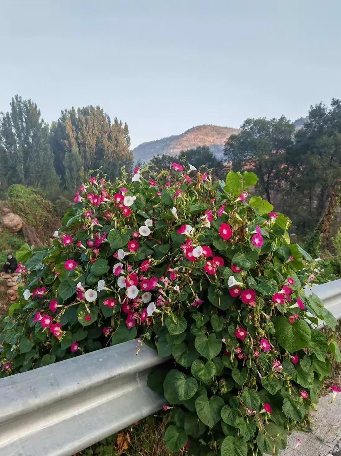 文汇散文：小阳人