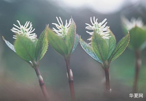 好人一生平安（短篇小说）