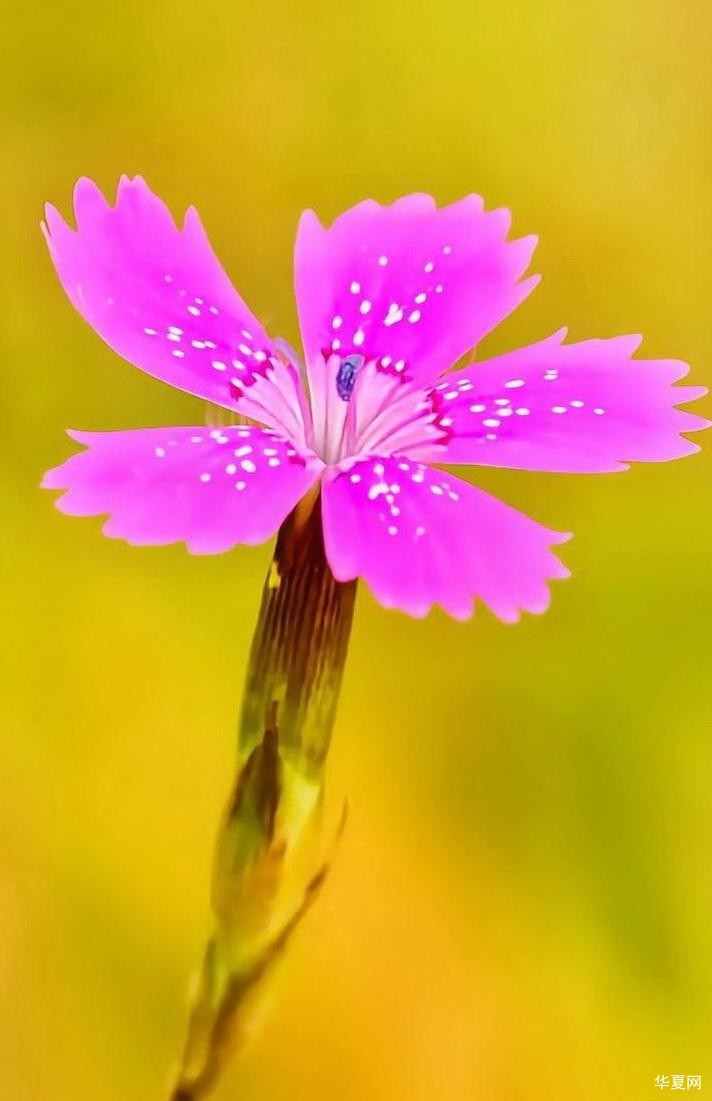 蓝帆诗歌：这个季节五色斑斓 组诗（十一首）