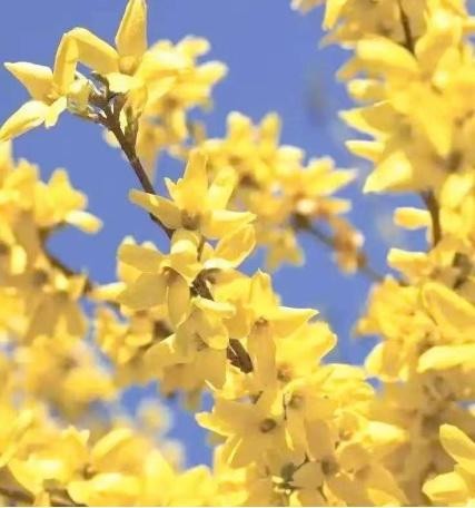 梦中的连翘花（诗歌）  第十八届中国网络爱情诗文大赛入围作品