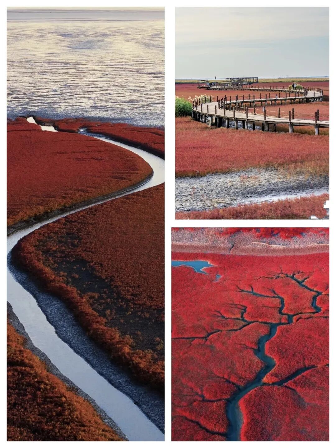 被《国家地理》评为中国最美六大沼泽湿地（6）