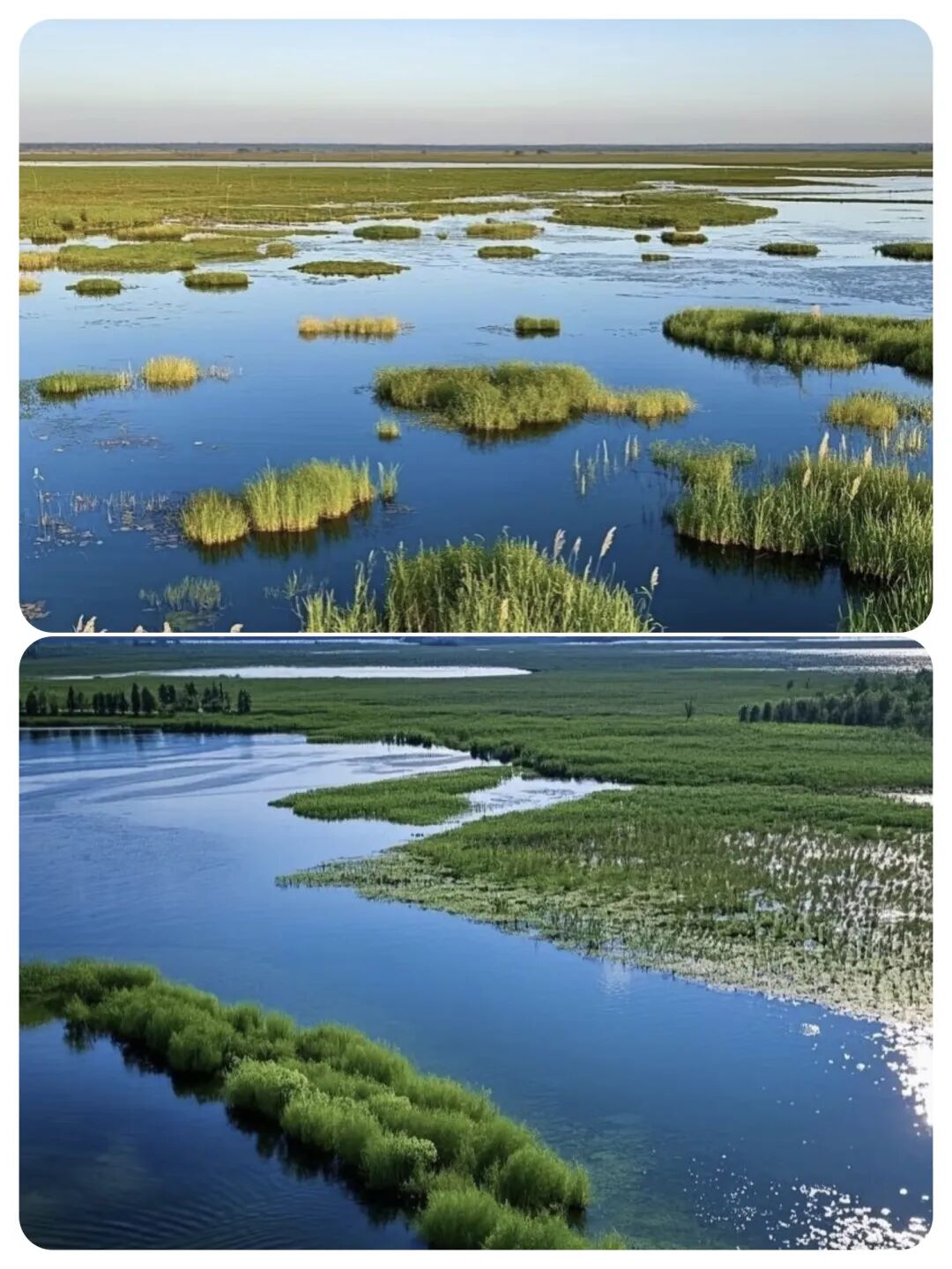 被《国家地理》评为中国最美六大沼泽湿地（4）