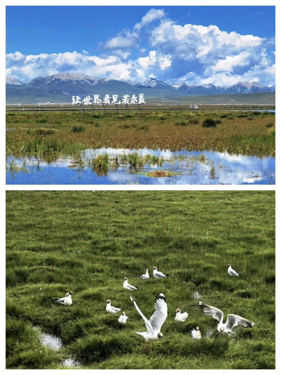 被《国家地理》评为中国最美六大沼泽湿地（1）