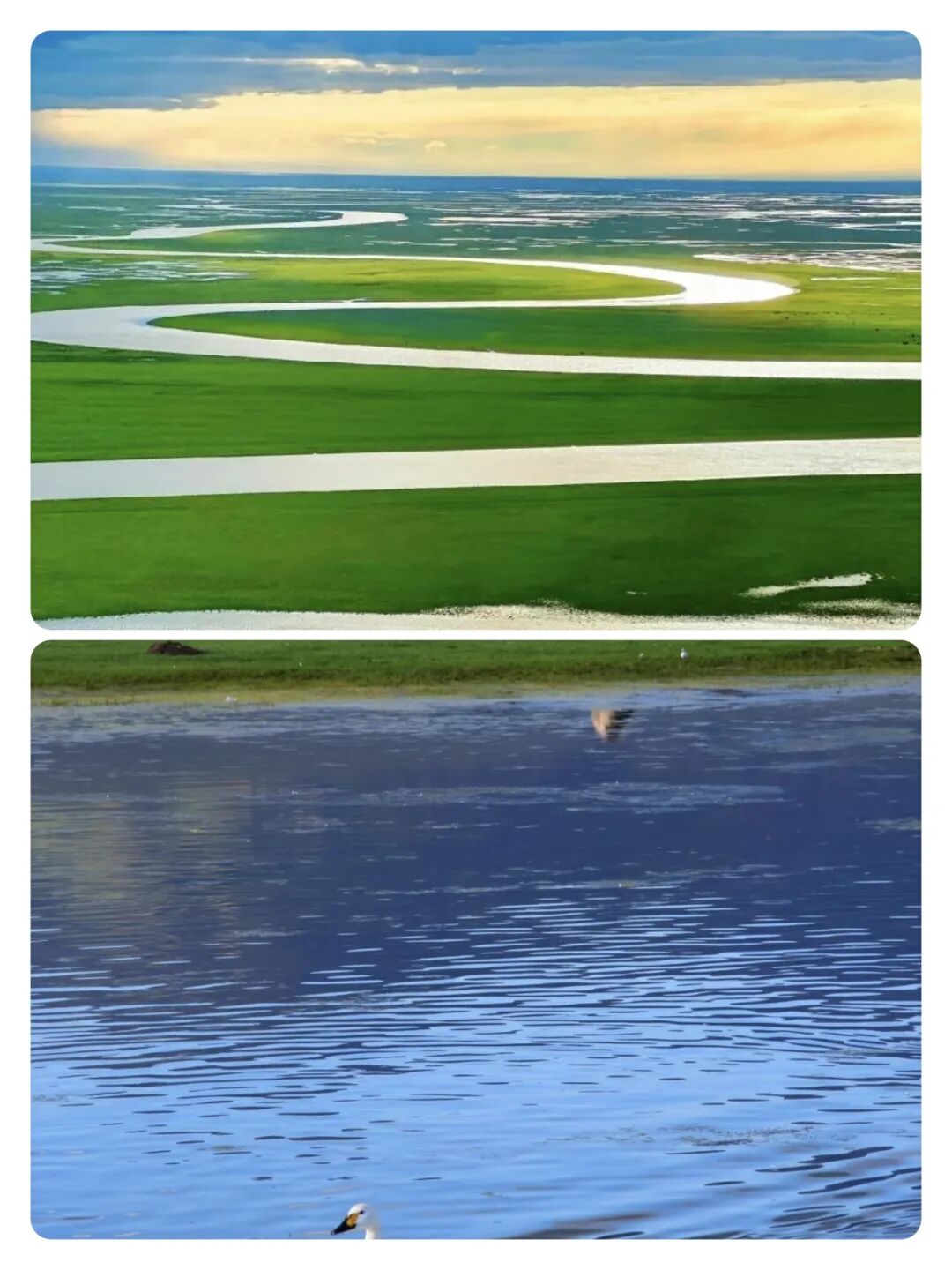 被《国家地理》评为中国最美六大沼泽湿地（2）