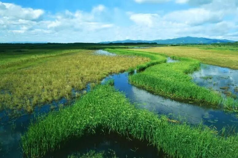 被《国家地理》评为中国最美六大沼泽湿地（3）