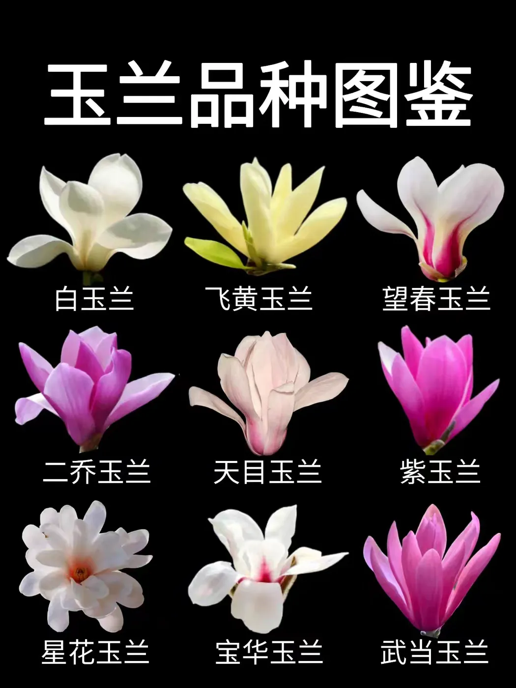 玉兰品种图鉴｜这些你都见过没？#玉兰花品种图鉴