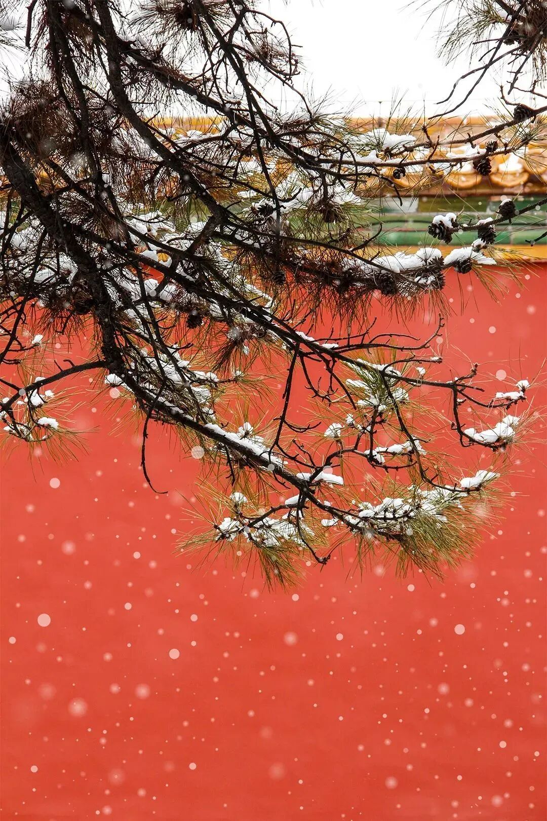 故宫，北京2026年的第一场雪如期而至