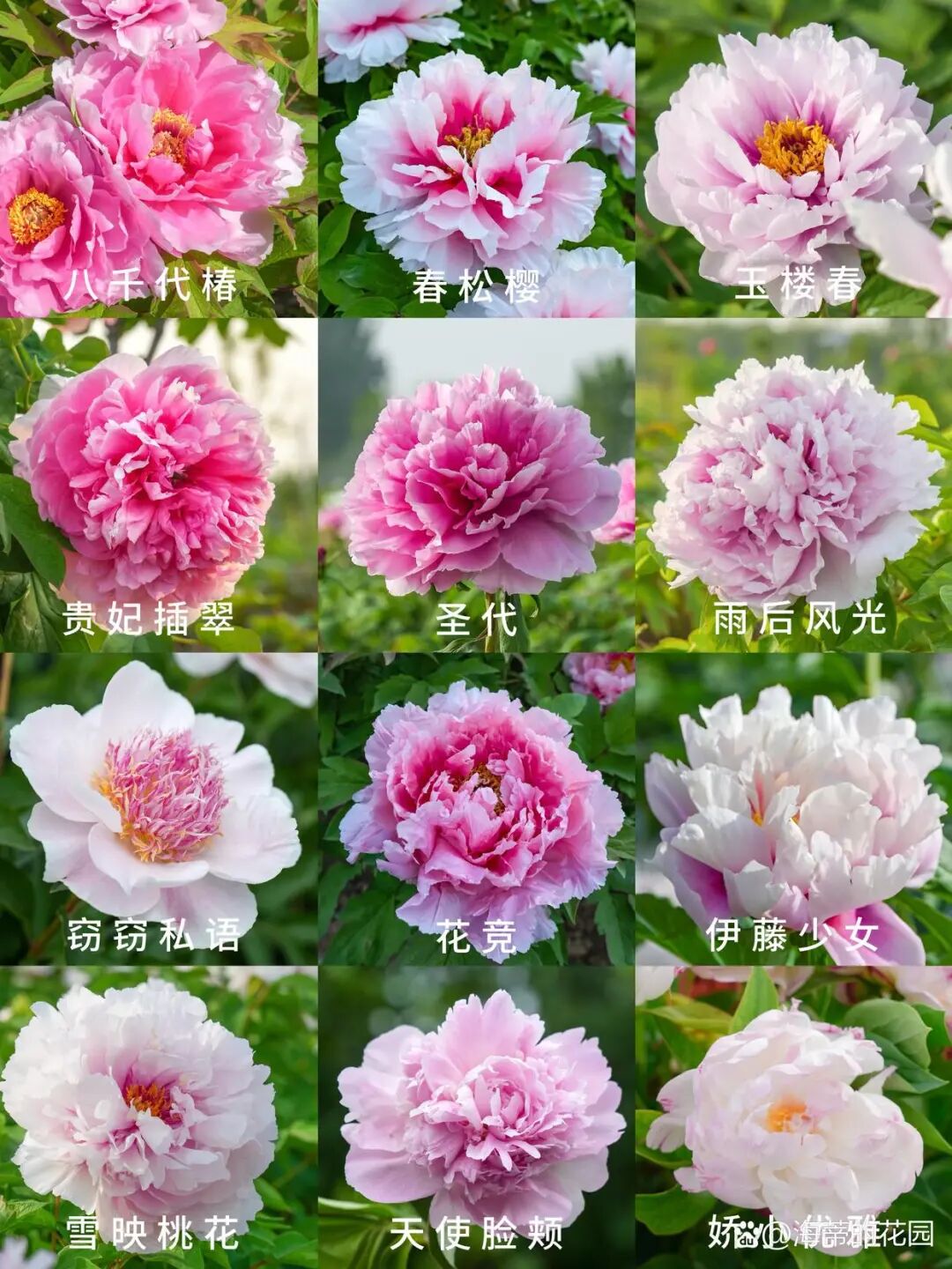 40种牡丹与芍药，你能分出哪个是牡丹？反正我能！