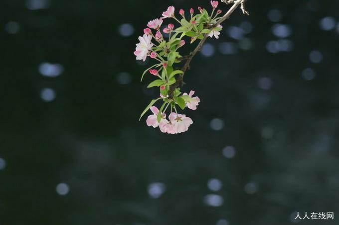 谷雨：雨生百谷，春尽安康