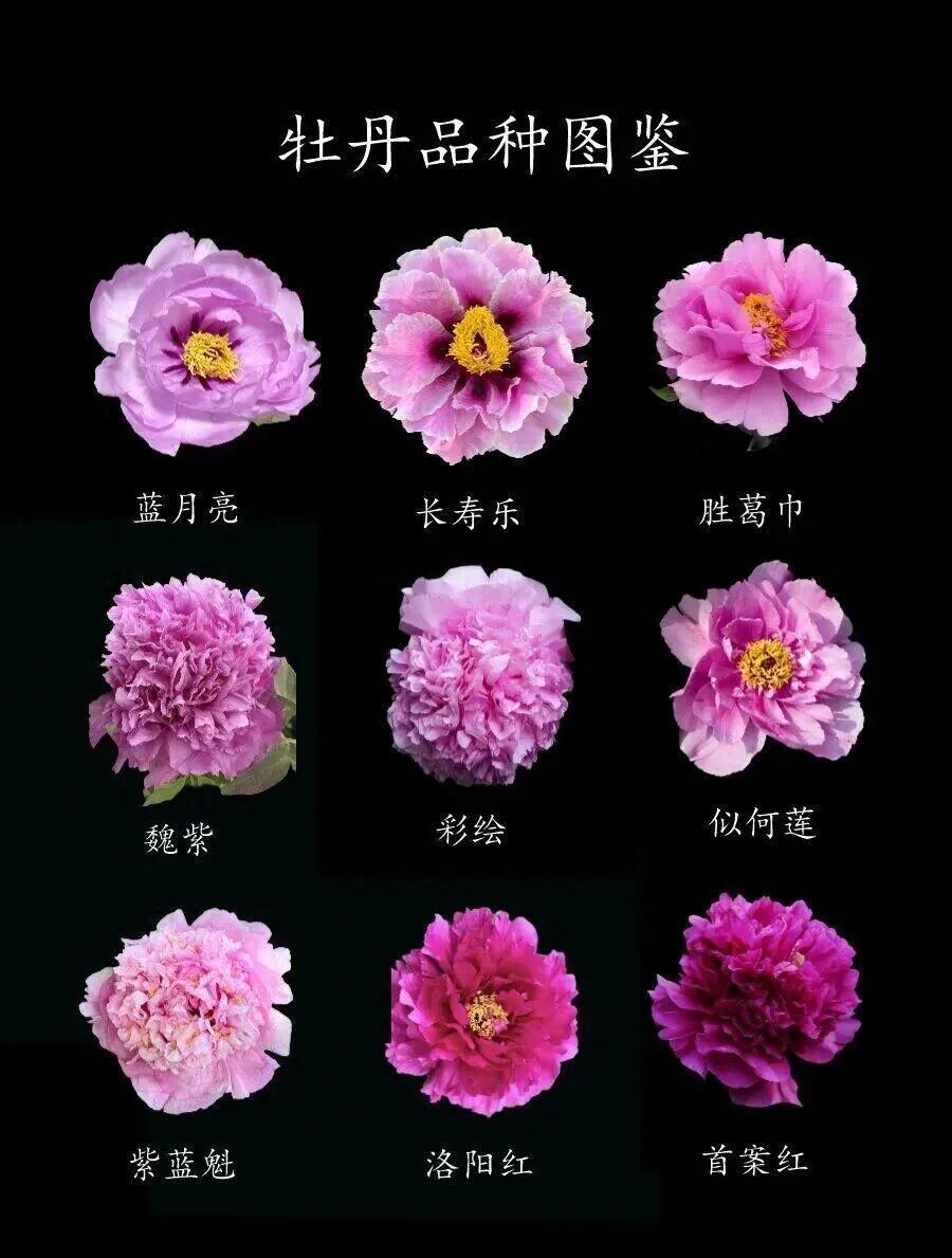 牡丹色系大盘点：传统9色已成过去，未来5大幻彩色系来袭